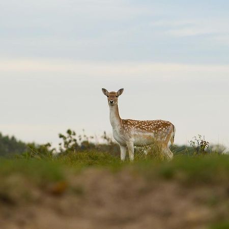 Boszicht 6 Halfvrijstaande Vakantiewoning In Oostkapelle Exterior foto